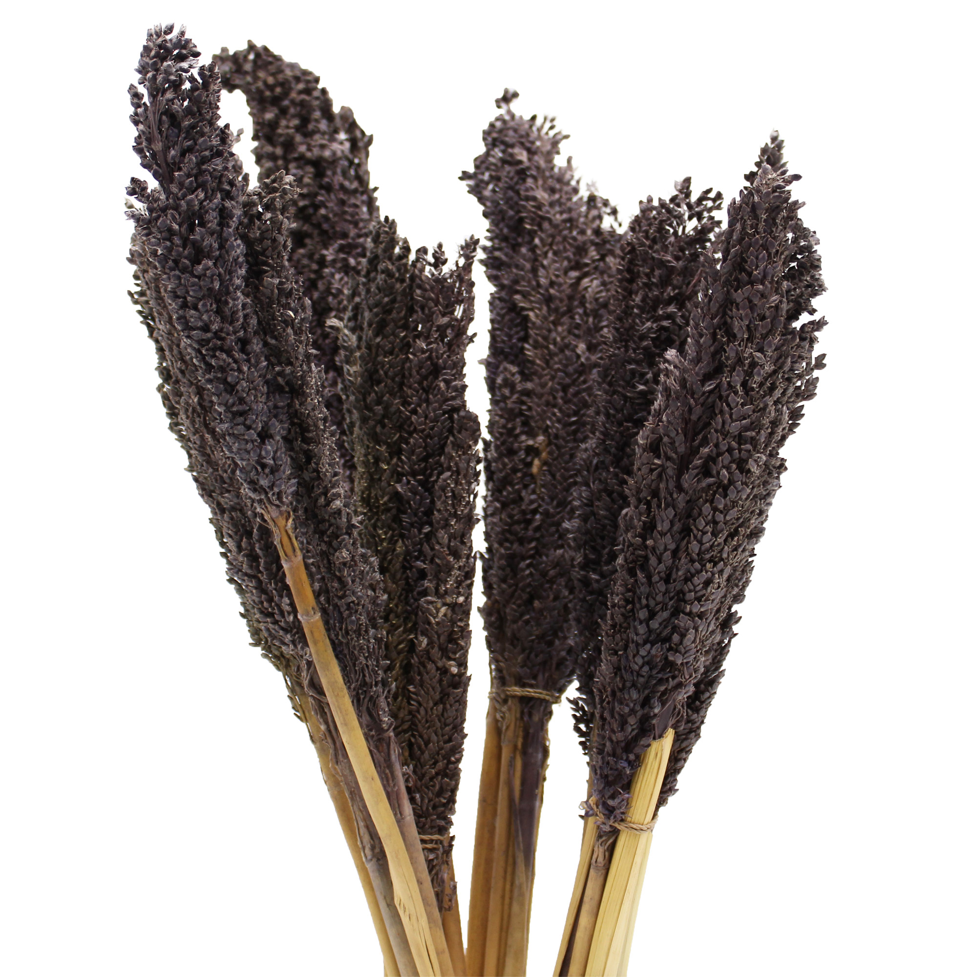 Cantal Grass Bunch - Black